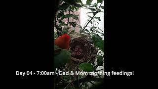 Cardinal Bird Nest - Day 4 of 12 - Mom & Dad keep feeding 3 baby birds & fighting with ants