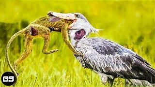 45 Ferocious Moments of Birds Hunting Their Next Meal - Animal Fights  Bird Fights