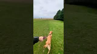 Walking through a field this morning with long horned cows with the dog