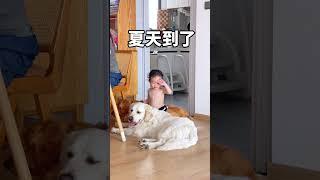 就算很热，还是要贴贴～ #金毛 #萌宠 #搞笑 #狗狗 #萌娃