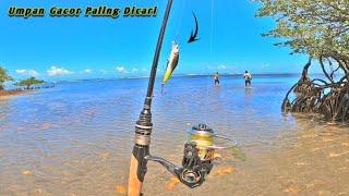 Menelusuri spot mancing casting di pinggiran karang dangkal - Umpan minnow gacor