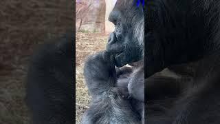 Gorilla Eating Leaf