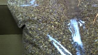 Jovial organic einkorn wheat berries 6-29-15 - INSECTS -