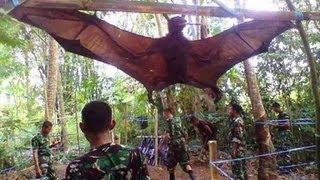 GIANT BAT CAPTURED WHAT IS IT?