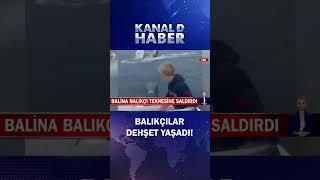 Balinalar Balıkçı Teknesine Saldırdı Balıkçılar O Anları Dehşete Kapılarak Seyretti