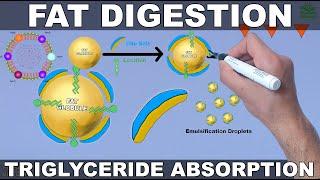 Fat Digestion and Absorption  Triglycerides