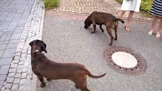 Hannoverscher Schweißhund & Bayerischer Gebirgsschweißhund BGS