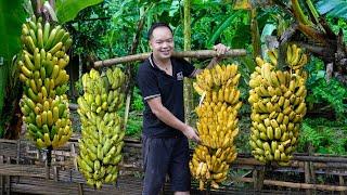 7 Years Living Off-Grid Growing bananas harvesting bananas and how to preserve them for long time