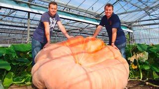 Giant pumpkinsvegetables harvest and records show time again UK 25Sep2024