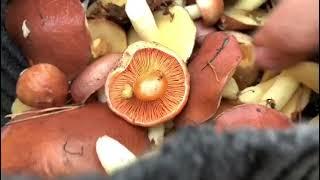 Куршская коса грибы Калининград