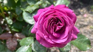 Раскрываются розы .. не могу не поделиться  Флорибунда чайная роза плетистая роза  шрабы 