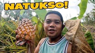 MAY NATAGPUAN AKONG PINEAPPLE SA BUNDOK + 22TH HARVEST NG AMPALAYA  BURDZ JASON