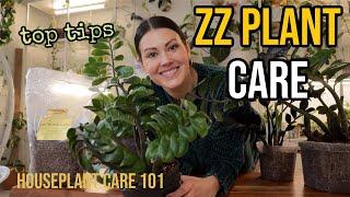 ZZ PLANT CARE Zamioculcas - ZZ Watering Lighting Repotting Propagation - Houseplant Care 101