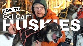 HUSKY TRAINING TIPS  How to Get Calm Sled Dogs. Siberian Husky Working Dogs