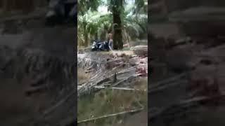 18+ KEPERGOK NGENTOT DI KEBUN KELAPA SAWIT AL HASIL....