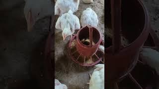 #love #chicken #chickenfarming #birds #chickenfarmingbusiness #ayam #animals #shorts #viral