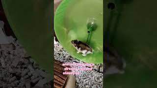 Three Years Strong Mays Determined Dash on the Wheel #pets  #hamster #cute