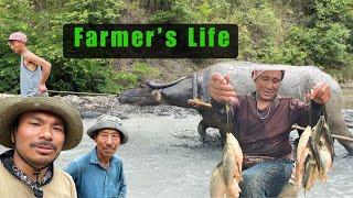 Ploughing the Paddy Field with Water Buffalo A Glimpse into Village Life in Manipur India