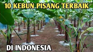 10 KEBUN PISANG CAVENDISH‼️TERBAIK DI INDONESIA