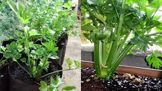 DAHSYAT  Menanam SELEDRI Di Polybag Cepat Tumbuh Subur dan Hasil Maksimal - How to Grow Celery