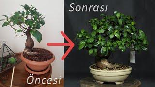 Hediyelik Bonsai Bakım Kılavuzu