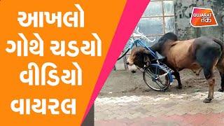 OMG  આખલો ગોથે ચડયો Video Viral  Porbandar  Gujarat Tak