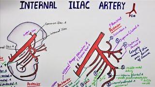 Internal Iliac Artery  Hypogastric Artery