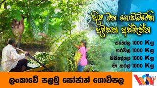 ලංකාවේ පළමු සොජාන් ගොවිපළ    මේ මැලේසියාව නෙවෙයි ලංකාව   SriLankan Organic Farming