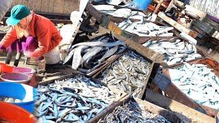 جولة في سوق السمك المعدية تعالو شوفو اسعار السمك والجمبري و طازه