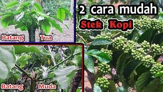 Cara sambung kopi  -  Sambung kopi -  Cara sambung kopi yang benar - Cara sambung pucuk kopi