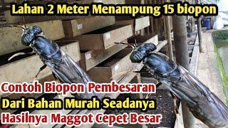 LAHAN DUA METER BISA BUAT 15 BIOPON PEMBESARAN MAGGOT BSF MEDIA KERING