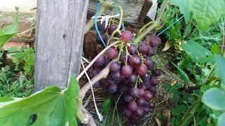 Сигналки винограда формы Рошфор и Заря Несвятая. Саженцы с закрытой корневой системой.