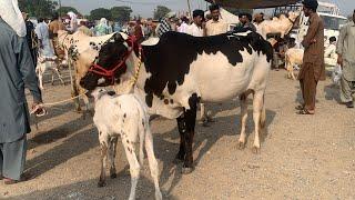 Fateh jangi cows rate with Galf mandra mandi update 2024