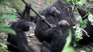 Chimpanzee group aggression against alpha male UPDATED