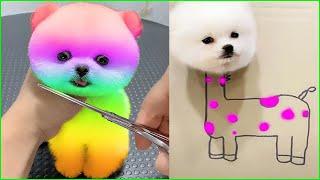 Top 10 Most Beautiful Pomeranian Dogs in the World