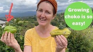 Plant Choko  Grow a Choko Vine - it is so easy