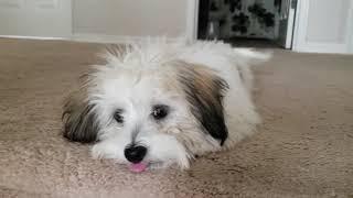 Havanese puppy with too much energy