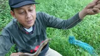 mancing belut ngurek belut ganasnya belut spot kebun kelapa sawit