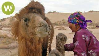 Mongolei das Nomadenleben der Kamelzüchter in der Wüste Gobi