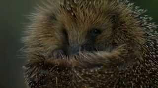 Fears that hedgehogs could be extinct in a decade