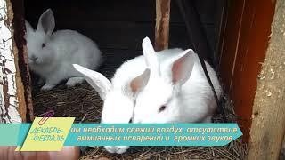 Как ухаживать за кроликами  Календарь садовода