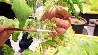 5 Ways To Hand Pollinate Tomatoes for Great Success