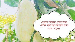 ফল সহ ১০ টি বিভিন্ন জাতের আমের চারা গাছ কিনুন মহাস্থান নার্সারি থেকে। 01317325455 WhatsApp