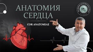 Анатомия сердца строение гемодинамика пороки. Heart hemodynamics defects