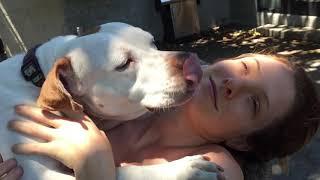 Savage pitt licks owner Dogs kIsses 