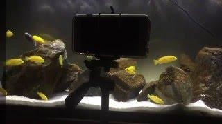 Thank You CJs Aquariums  I Got My Prize  Camera Tripod