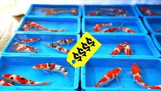 Japans Secrets Farming The Most Expensive Fish in The World