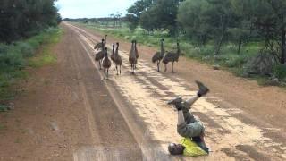 Emu run.