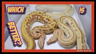 Adult Female Blood Python Morphs