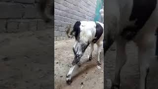 Spastic paresis in cattle calf